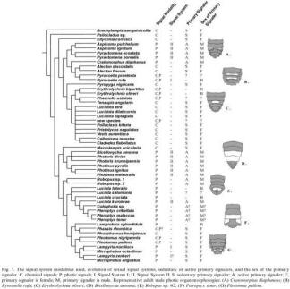 Phylogenetic tree of the species Photinus ignitus courtesy of Marc Branham