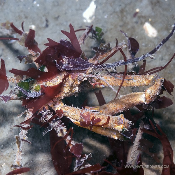 Photo of Graceful Decorator Crab in natural habitat.  Photo by Derek Holzapfel.  Found at http://www.naturediver.com/pender-species/images/Graceful%20decorator%20crab%20Oregonia%20gracilis.jpg