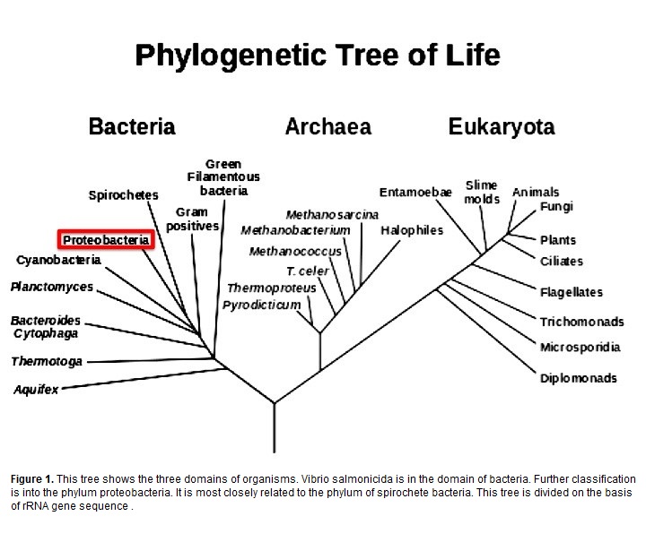 Permission by http://commons.wikimedia.org/wiki/File:Phylogenetic_tree.svg. 