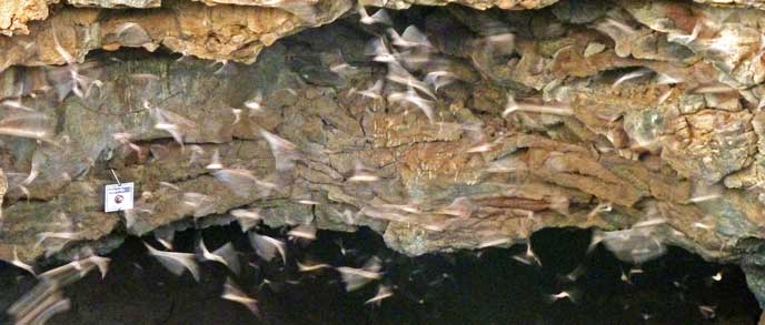 Mexican free tailed bats flying out of a cave