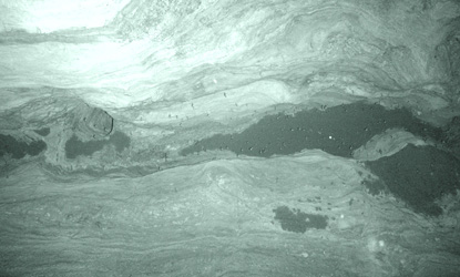 Free tailed bats in a cave at night