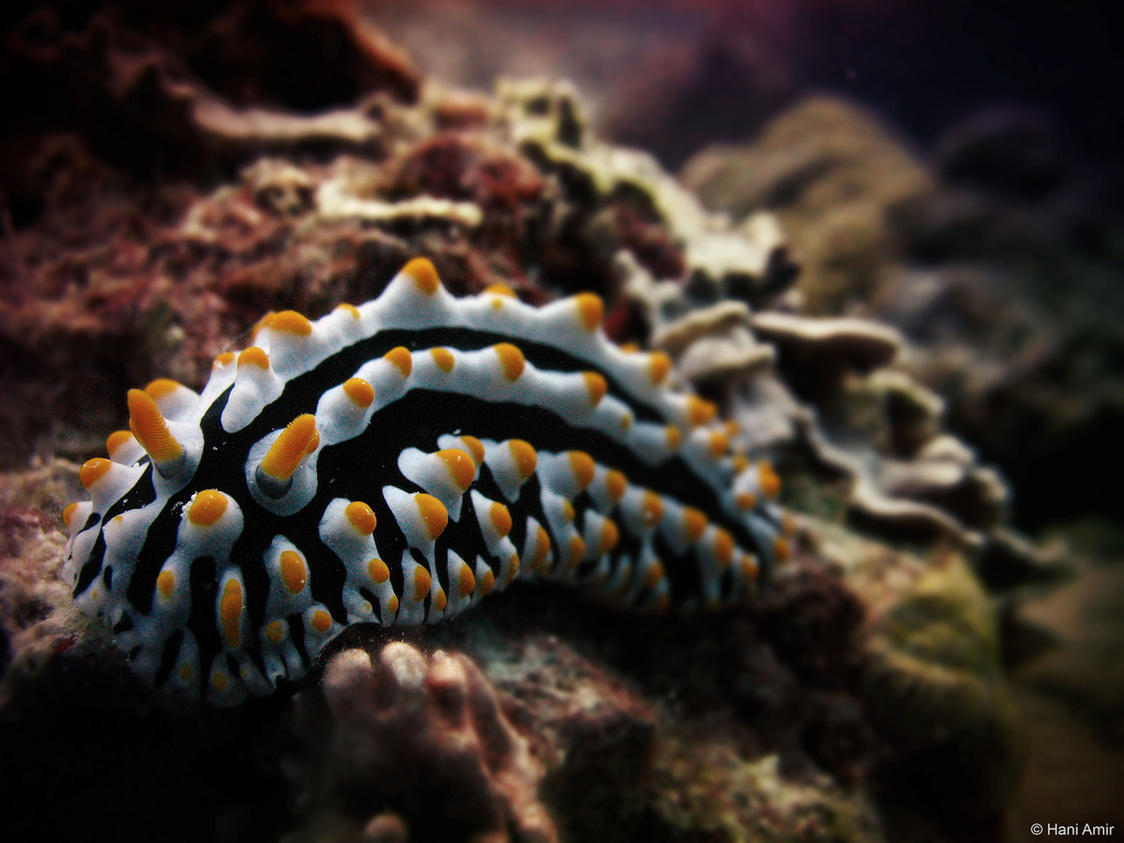 Black and yellow nudibranch - Image courtesy to Hani Amir