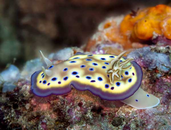 Nudibranch