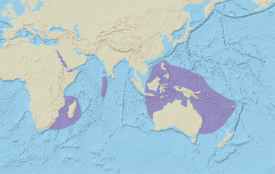 Nudibranch Distribution Map - Image courtesy of Oceana.org