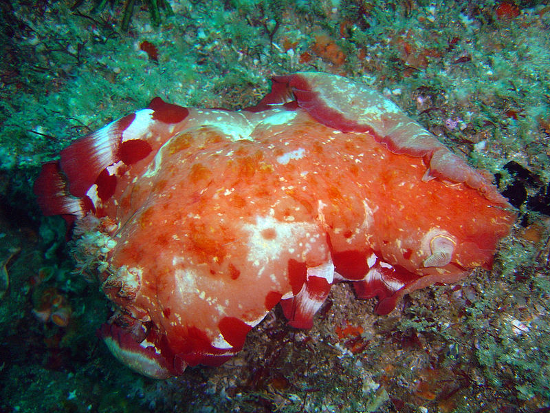 Speckled Spanish dancer - Image courtesy to Peter Southwood