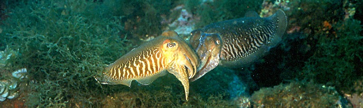 Sepia sp., Sepia sp. (Cephalopoda, Sepiida), Cuttlefish (en…