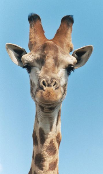 This image found at, http://www.hedweb.com/animimag/giraffe.htm.
