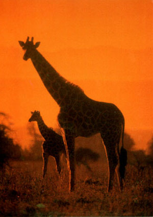This image found at, www.hedweb.com/animimag/giraffe.htm