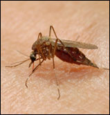 Image found at: http://www.nichd.nih.gov/news/resources/spotlight/121906_malaria.cfm