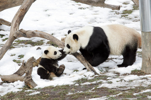 Government Photo:  Mother Panda taking care of baby Panda