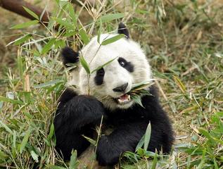 Used by Permission:  Giant Panda eating Bamboo