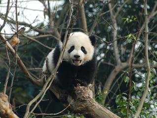 Used by Permisson:  Giant Panda bleating on a tree