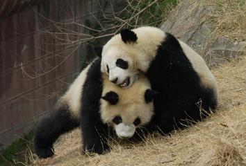 Used by Permission:  Giant Pandas going through mating rituals
