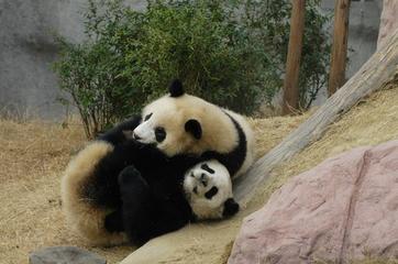 Used by Permission:  Giant Pandas playing in grass