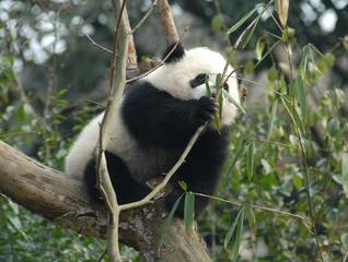 Used by Permission:  Giant Panda Bear grasping for bamboo.