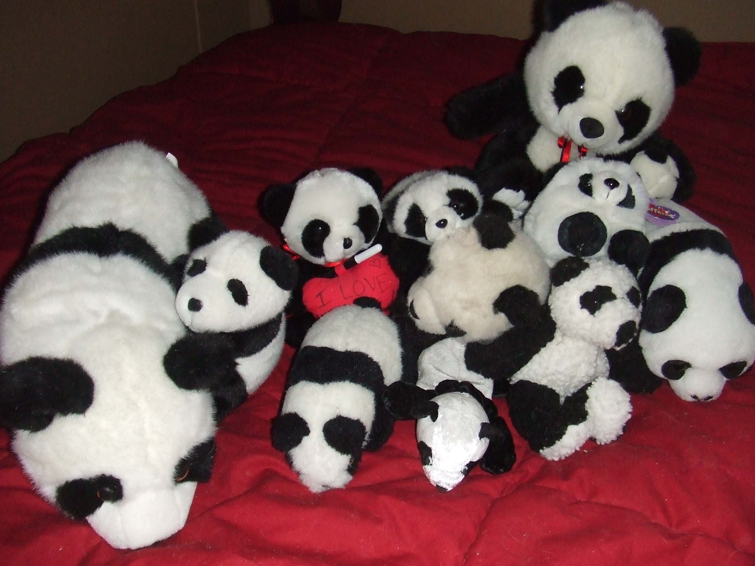 Part of Rachael Barger's Panda Bear Collection