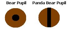 Panda Bear pupils compared to Bear pupils