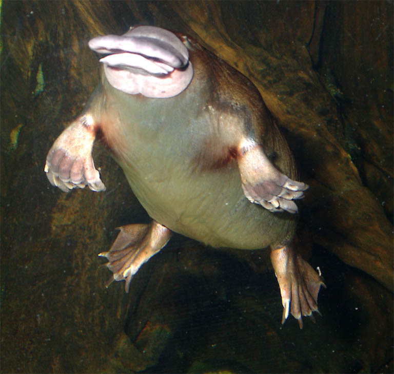 the PLATYPUS has heavily adapted over the course of its evolution many ...