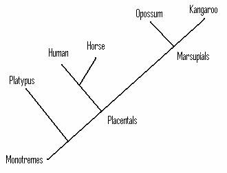 platypus evolution tree