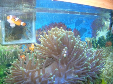 Anemonefish swimming near a host anemone.