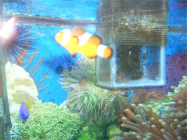 Amphiprion ocellaris swimming in an aquarium.