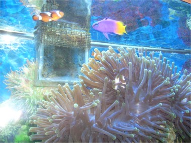 A clownfish and another salt water fish swimming above an anemone.