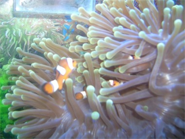 Three clownfish swimming into their host anemone.