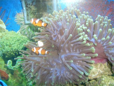 Two aquarium clownfish.