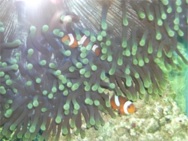 Two Amphiprion ocellaris hiding in an anemone's tentacles.