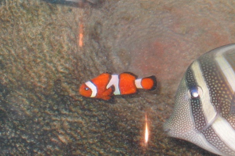 A closer look at the clownfish.