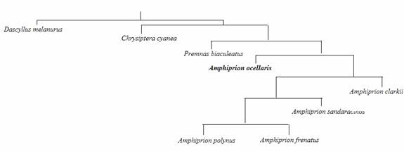 A phylogenetic tree for Amphiprion ocellaris.