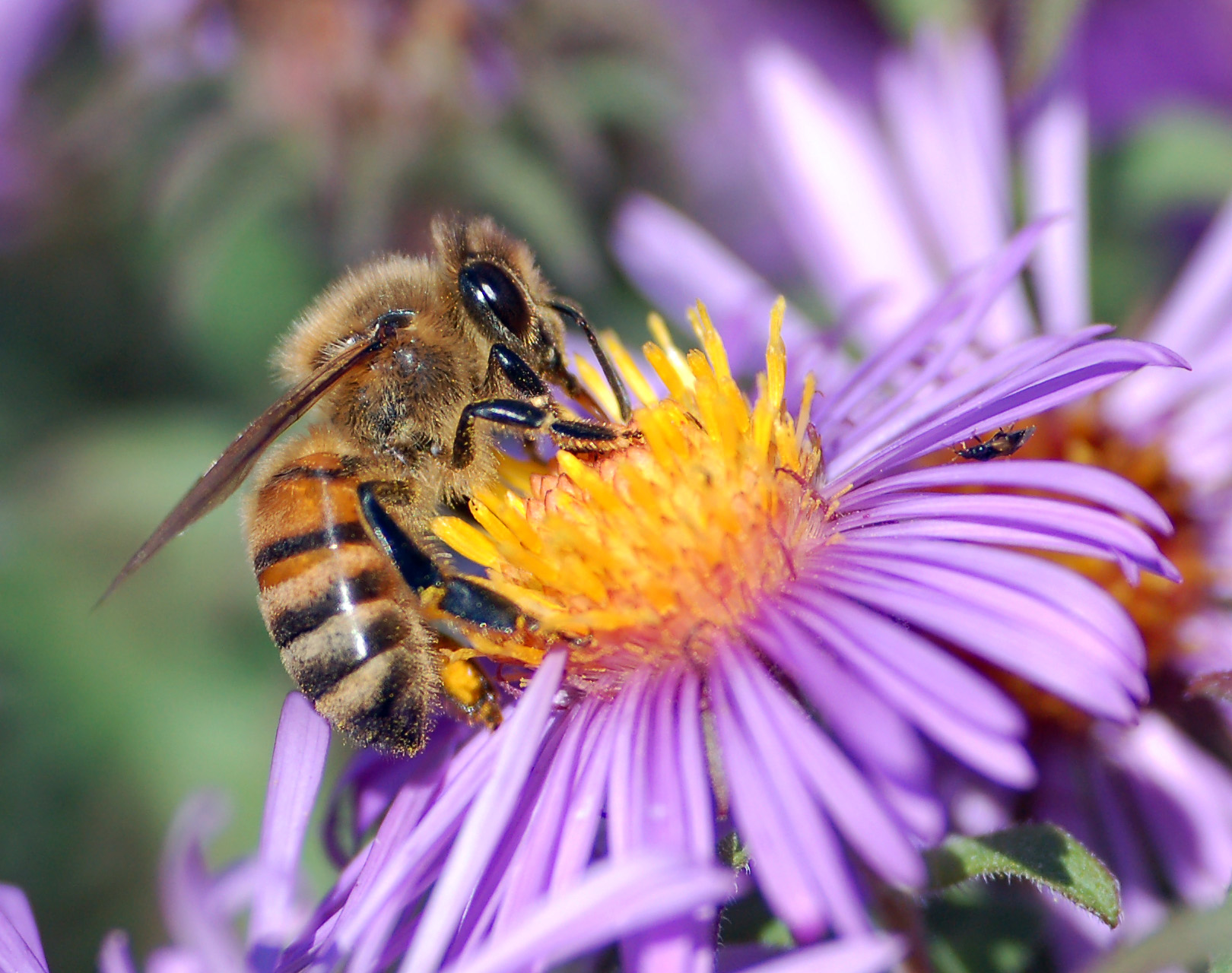 Apis mellifera (European honey bee)