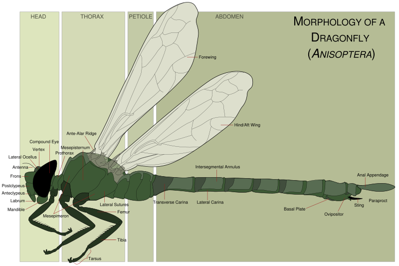Dragonfly Morphology