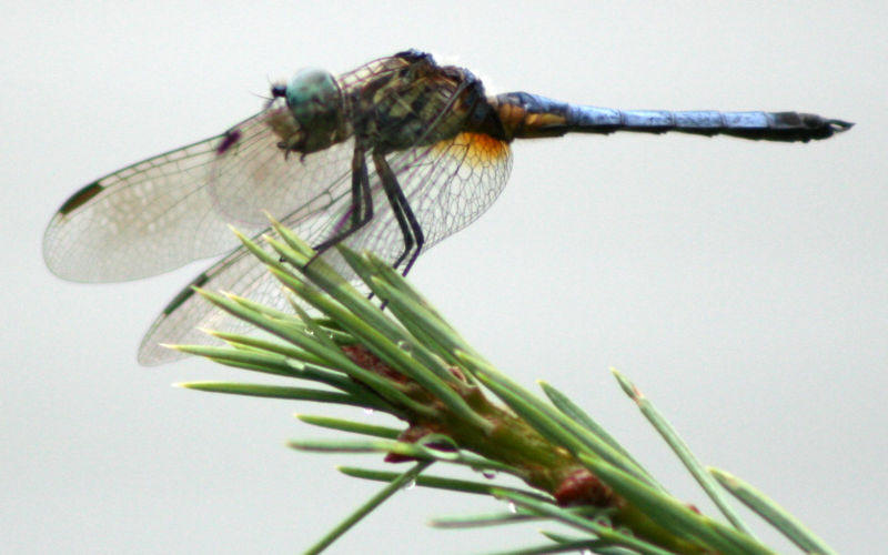 Pachydiplax longipennis (Blue Dasher), male