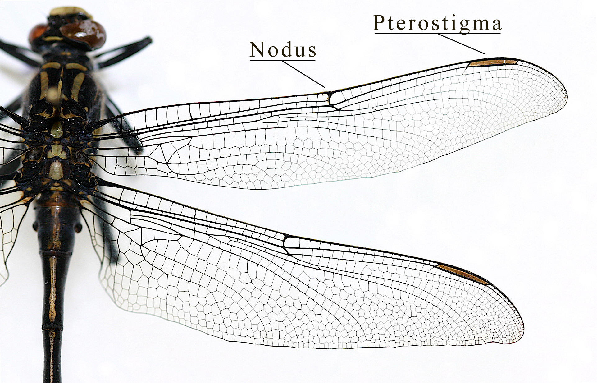 Odonata - Gomphidae wing structure