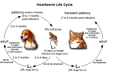 Life Cycle: AHS