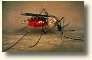 Mosquito: petcenter.com