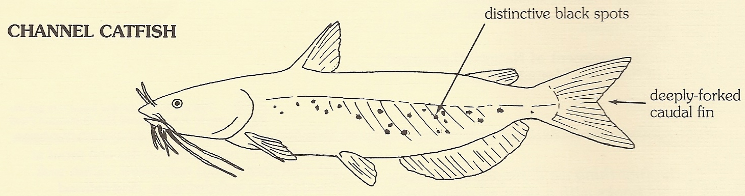 Channel catfish identification (Holtan 2)