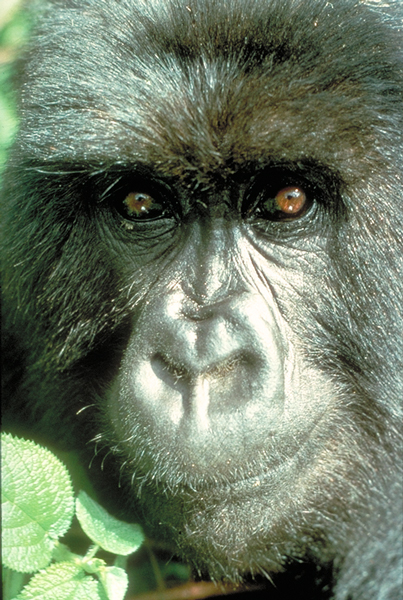 http://pin.primate.wisc.edu/factsheets/entry/gorilla