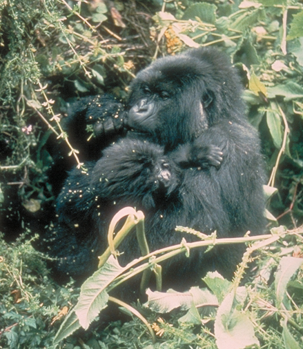 http://pin.primate.wisc.edu/factsheets/entry/gorilla