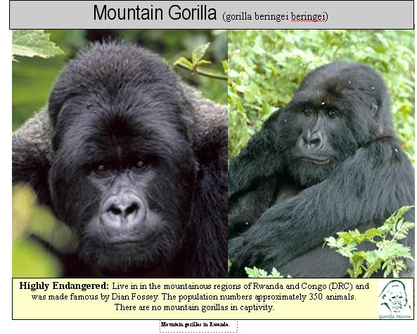 http://www.gorilla-haven.org/