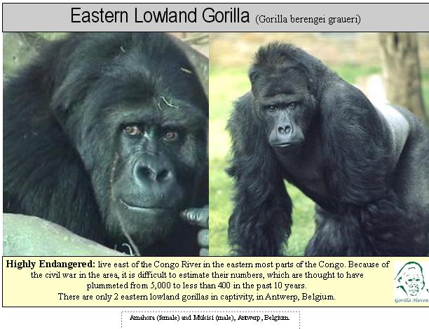 http://www.gorilla-haven.org/