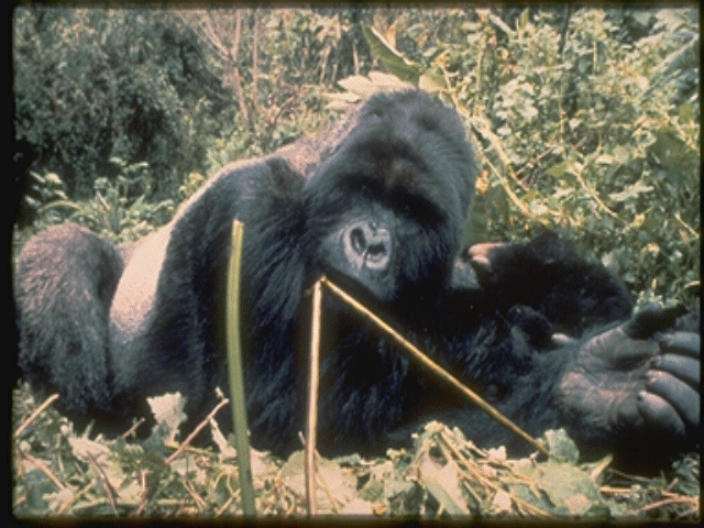 gorilla adaptations
