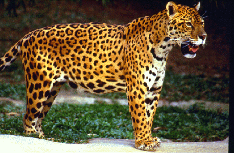 Jaguar Adaptations