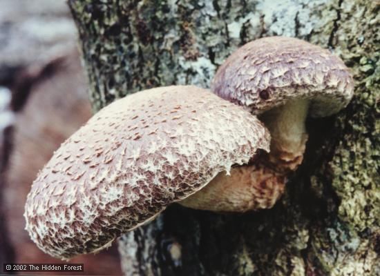 http://www.hiddenforest.co.nz/fungi/index.htm