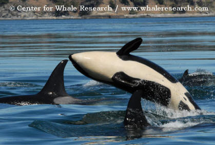 Orca Coloration, the Center of Whale Research