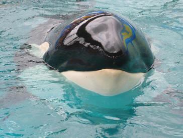 An orca spyhopping, Scott Ableman