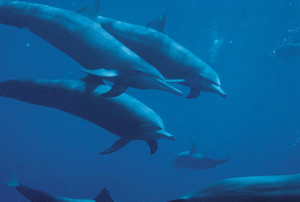 Dolphins Prey