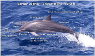 spinner_dolphin_w_Text_md.jpg (104812 bytes)