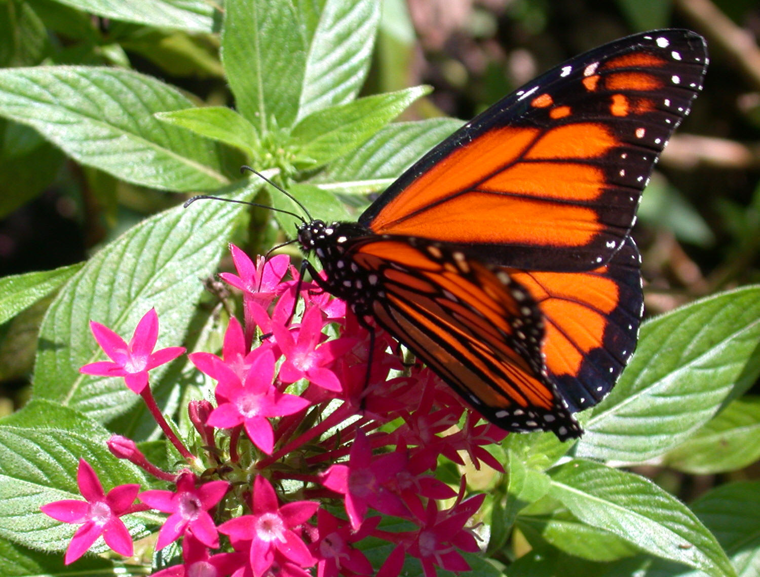 Adult Monarch, Taken by: Dr. Thomas Volk, University of Wisconsin- La Crosse